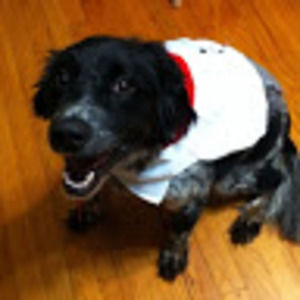 Meet your Posher, Casey